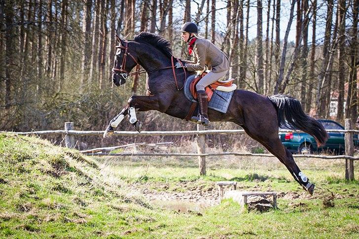 Dansk Varmblod Mr. Rubino - Hundejagt i Tyskland 2012. Over en Irish Bank. www.foto-ix.de billede 11