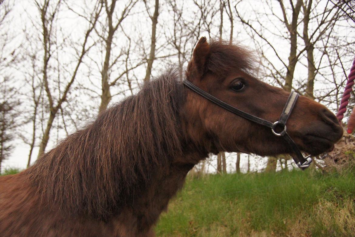 Shetlænder Tulle »Tullemis« - Smukkeste tulle. <3 billede 1