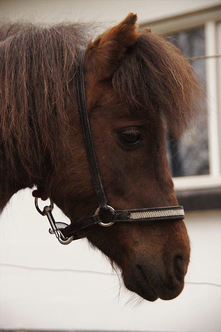 Shetlænder Tulle »Tullemis« billede 7