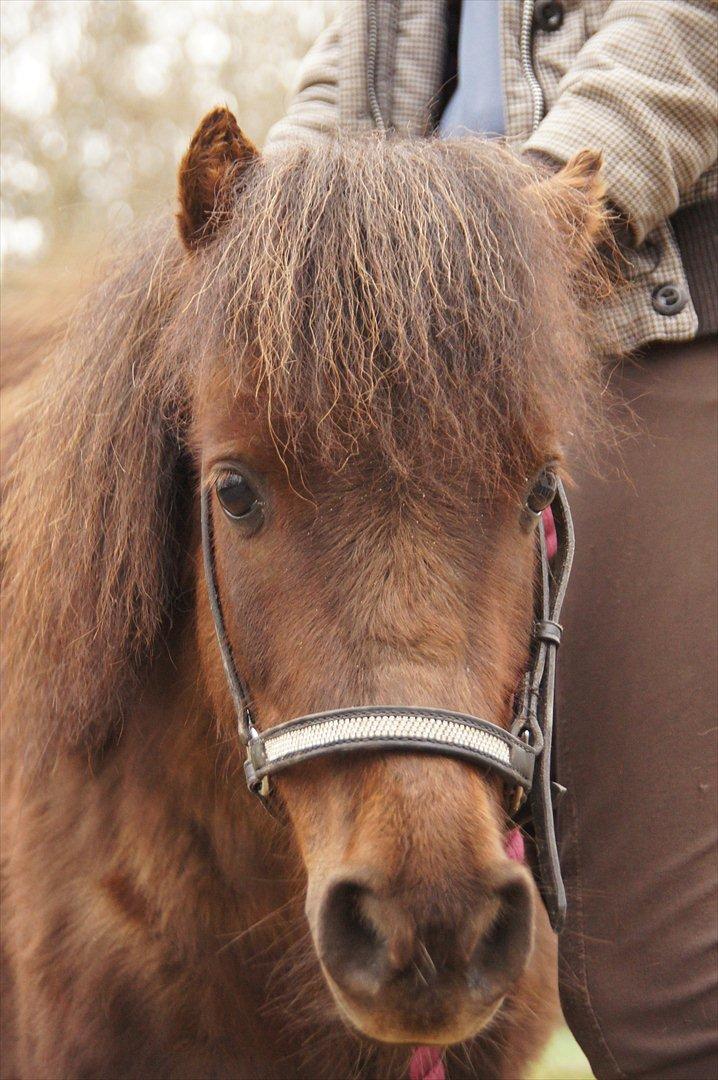 Shetlænder Tulle »Tullemis« billede 12