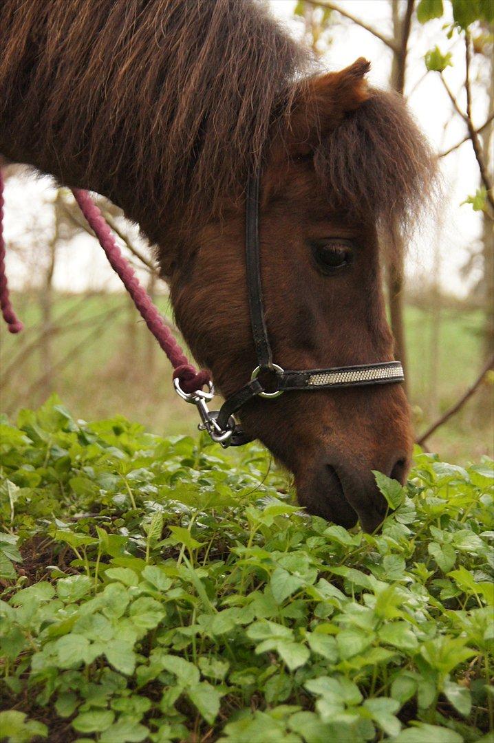 Shetlænder Tulle »Tullemis« billede 5