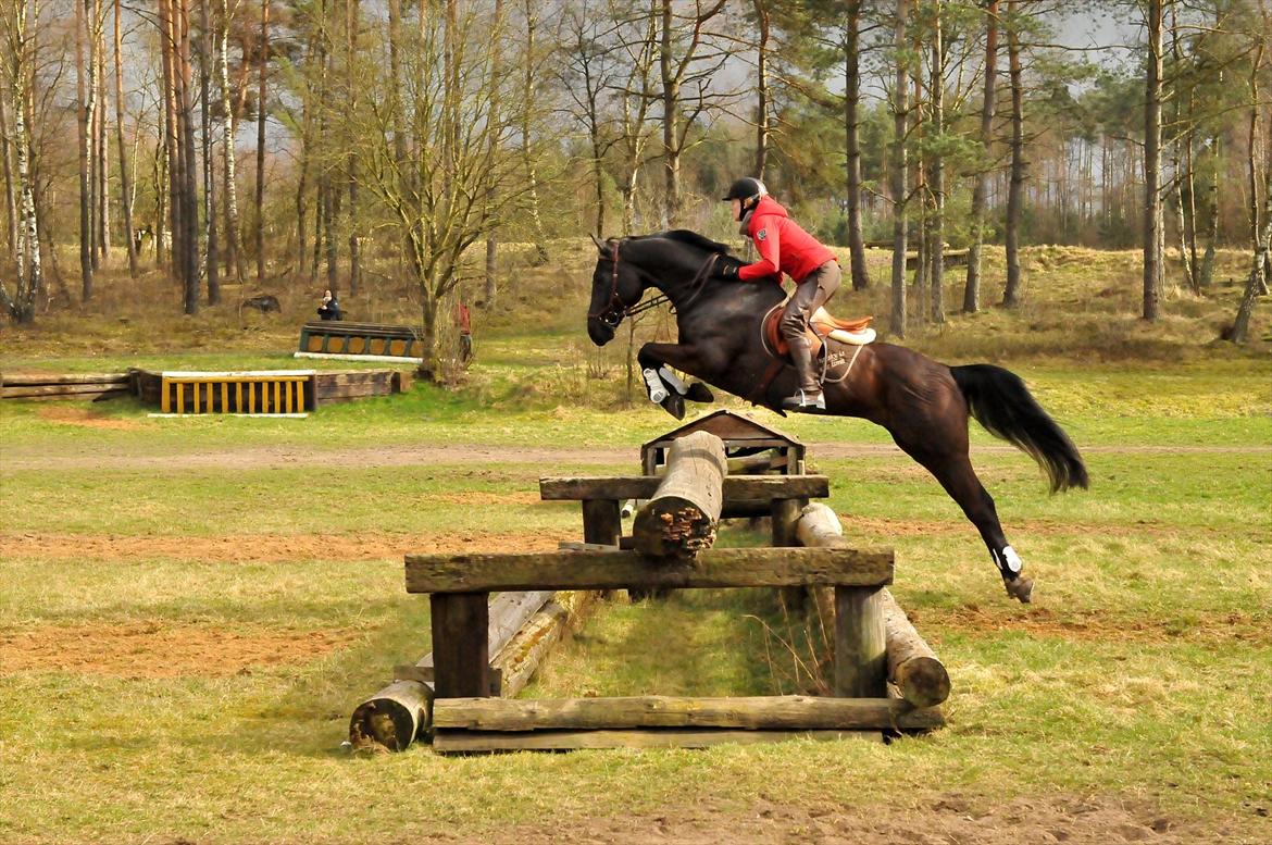 Dansk Varmblod Mr. Rubino - Sahrendorf/Sudermuhlen Tyskland 2012. www.djfoto.dk. Andreas Ostholt kursus. billede 12