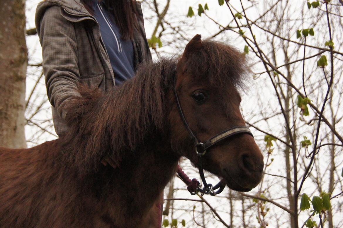 Shetlænder Tulle »Tullemis« billede 6