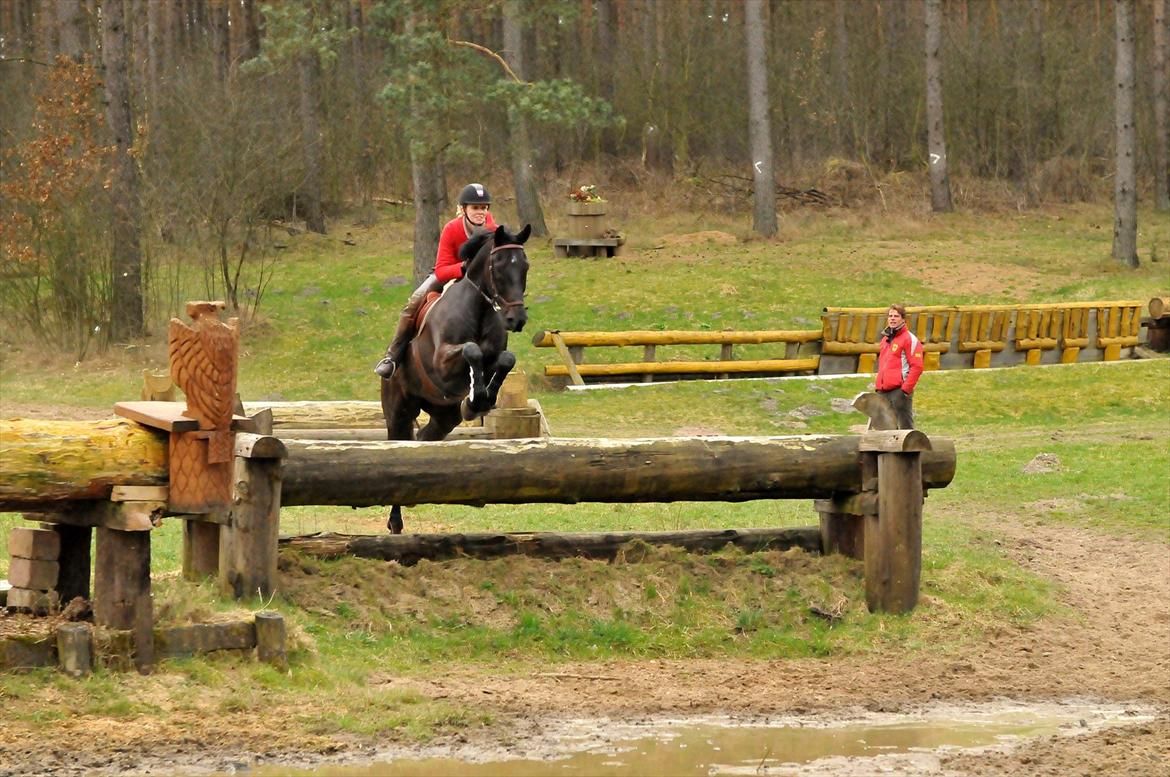Dansk Varmblod Mr. Rubino - Sahrendorf/Sudermuhlen Tyskland 2012. www.djfoto.dk. Andreas Ostholt kursus billede 13