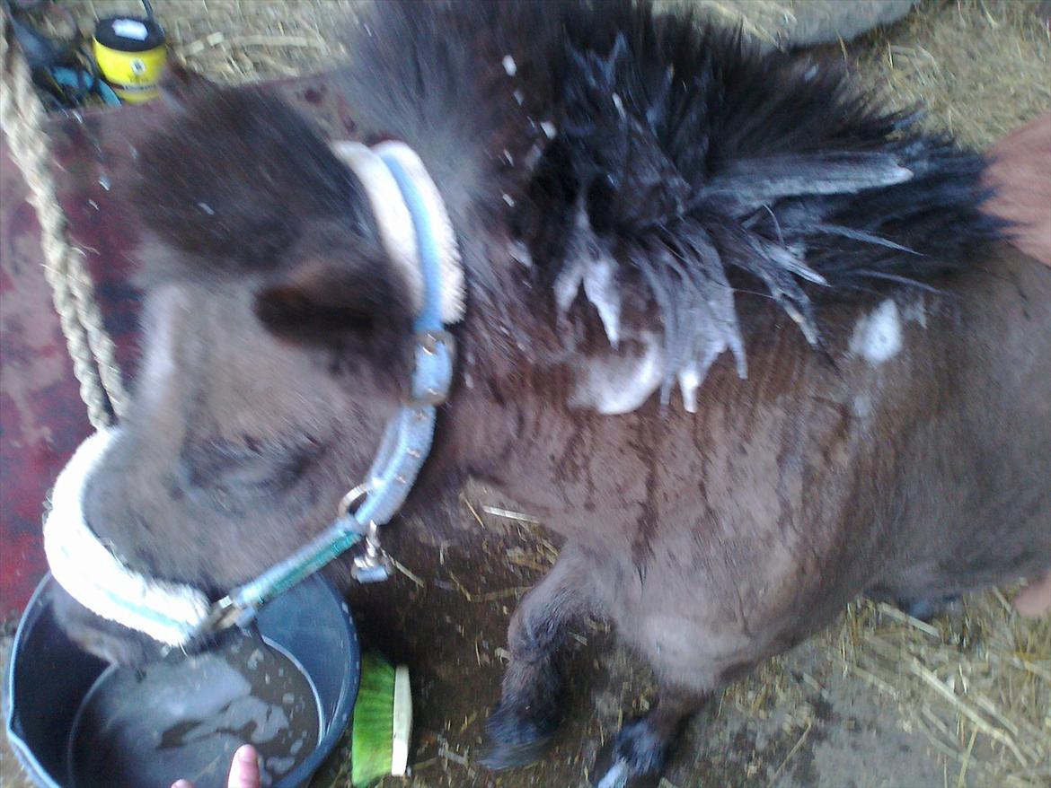 Shetlænder Max - Han skal vaskes inden han kommer ud til sin nye familie billede 7