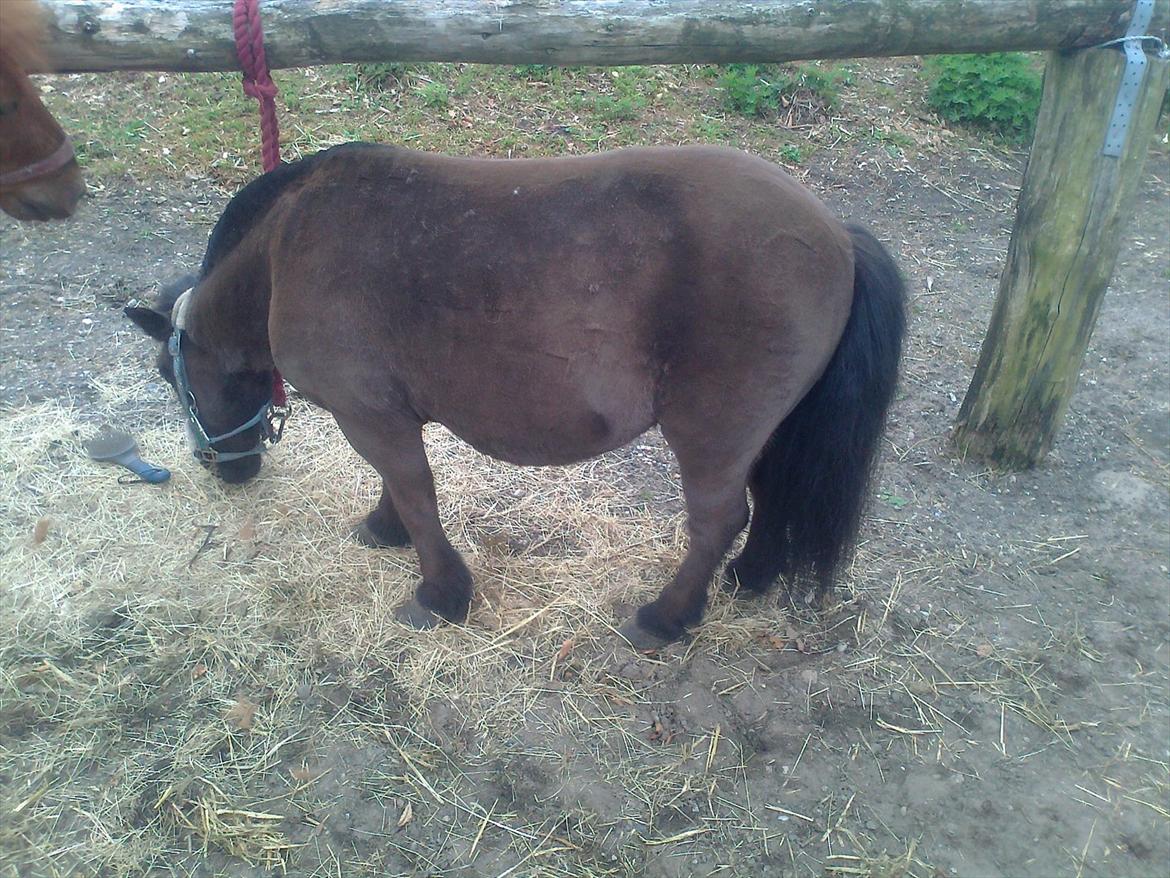 Shetlænder Max billede 8