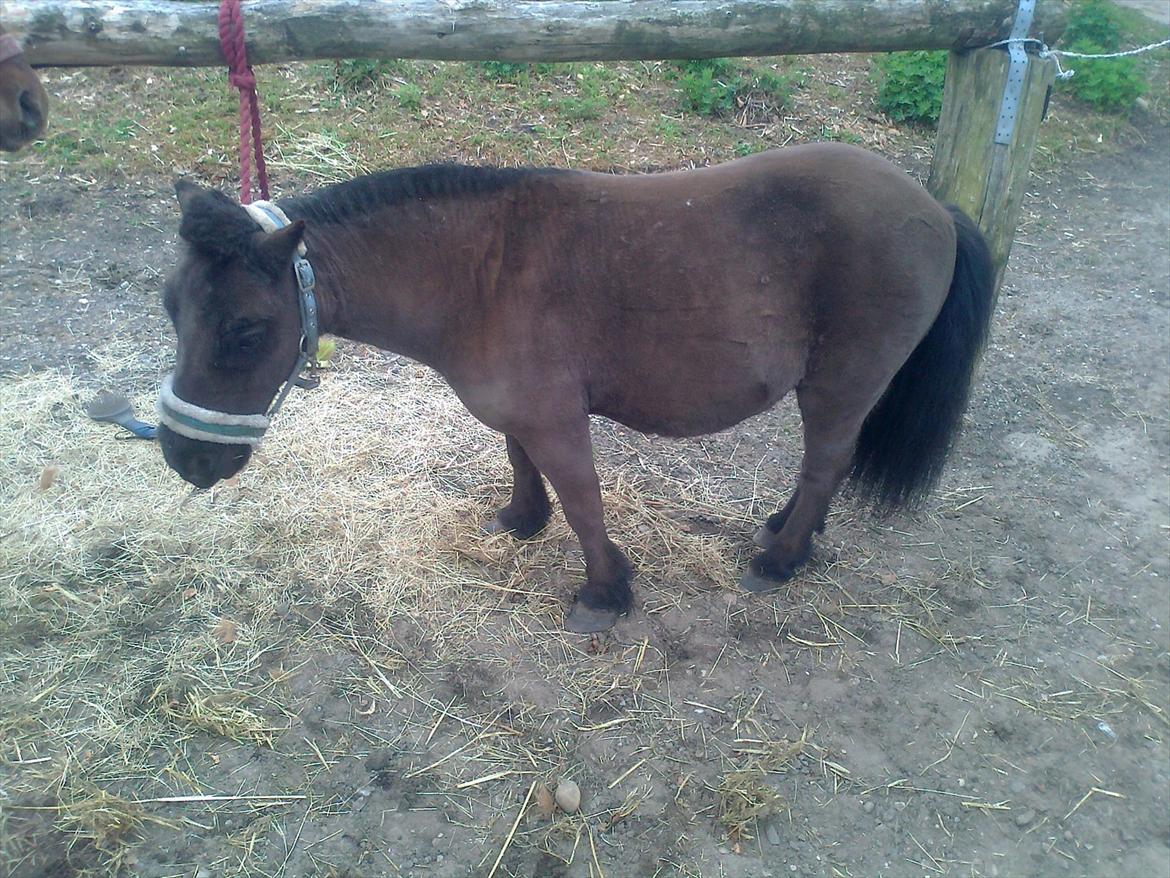 Shetlænder Max - Smukke Max klar til at blive solgt <3
 billede 9