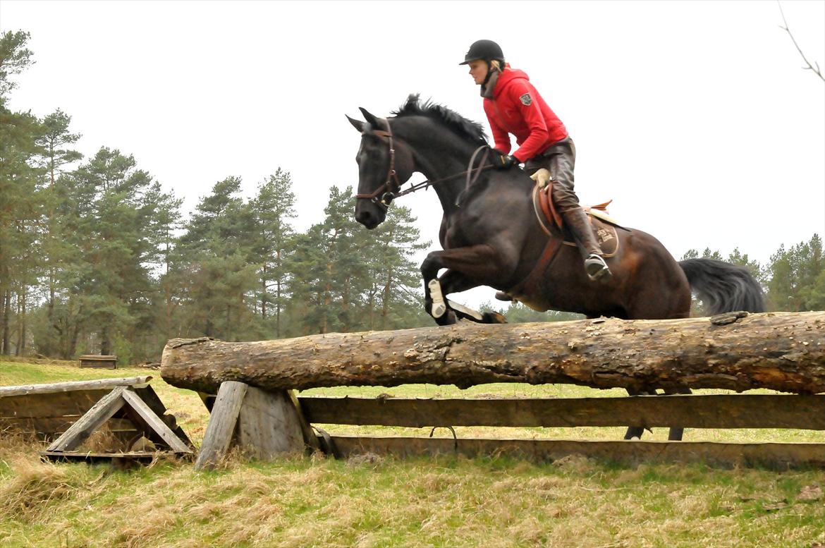 Dansk Varmblod Mr. Rubino - Sahrendorf/Sudermuhlen Tyskland 2012. www.djfoto.dk. Andreas Ostholt kursus billede 14