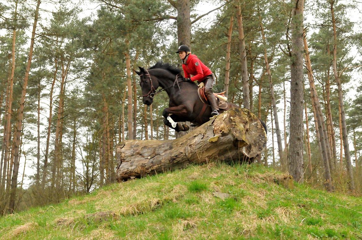 Dansk Varmblod Mr. Rubino - Sahrendorf/Sudermuhlen Tyskland 2012. www.djfoto.dk. Andreas Ostholt kursus billede 15