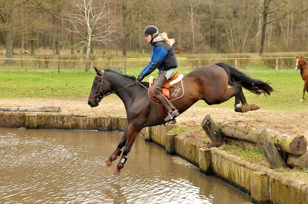 Dansk Varmblod Mr. Rubino - Luhmuhlen Tyskland 2012. www.djfoto.dk. Andreas Ostholt kursus billede 16
