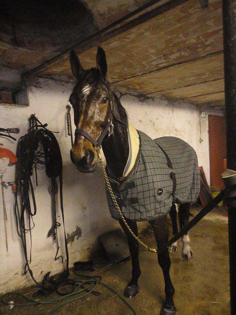 Traver Nicholas Bit - Pakket ind efter bad og træning billede 3