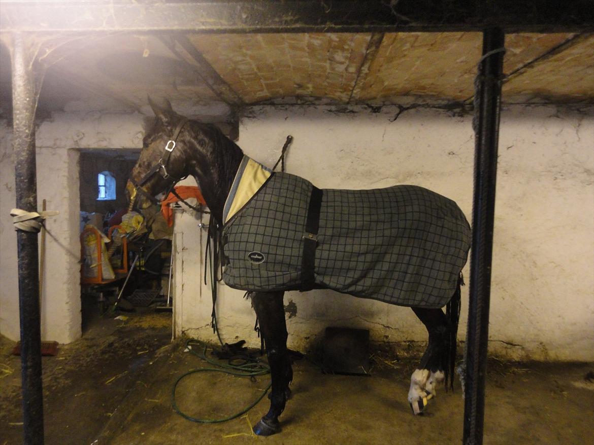 Traver Nicholas Bit billede 5