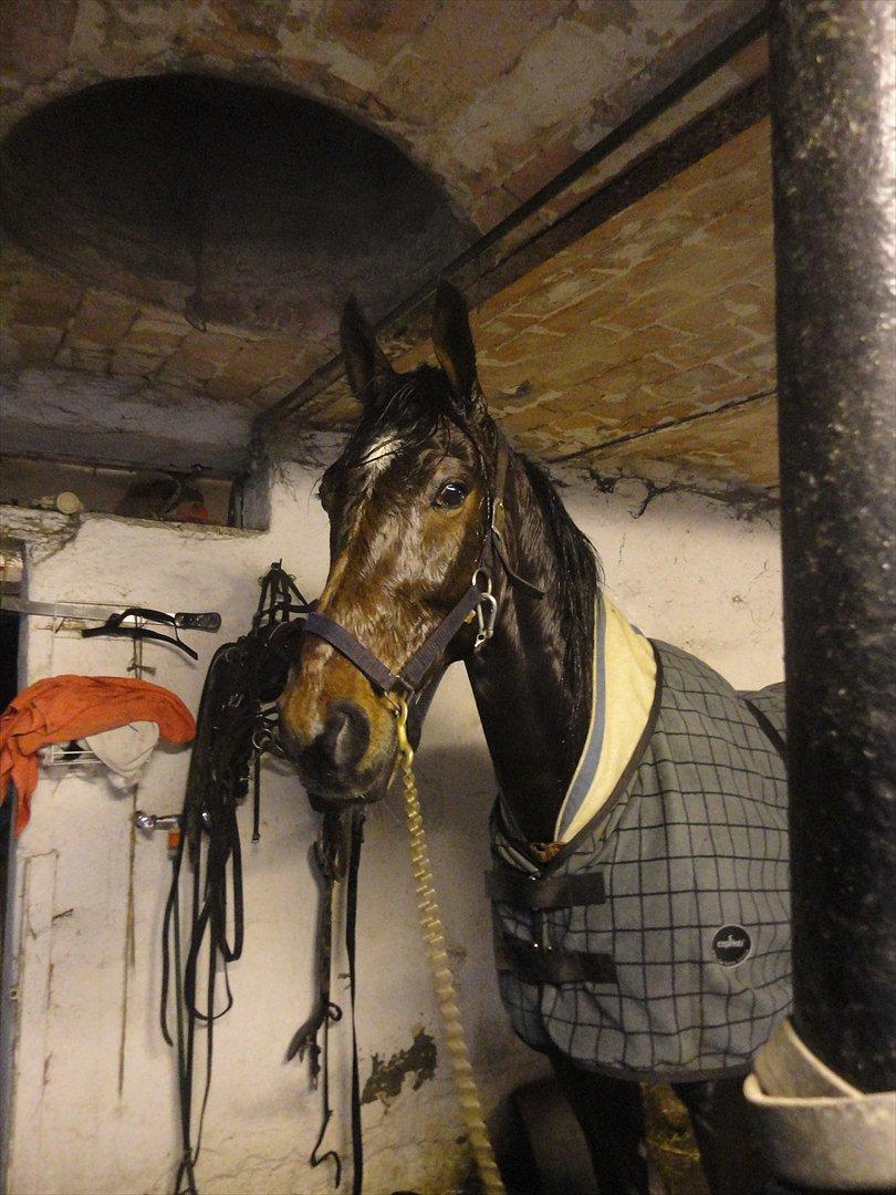 Traver Nicholas Bit - Bare en tilpas lille dreng, man kun kan holde af! billede 7