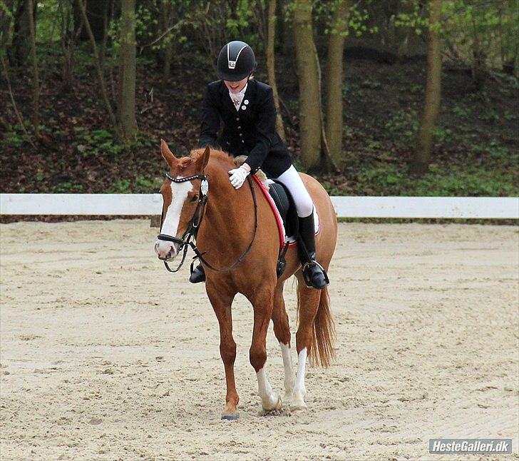 DSP • Times Chantel • B-pony - Efter en god tur på banen :) ©Mie Rudbeck billede 20