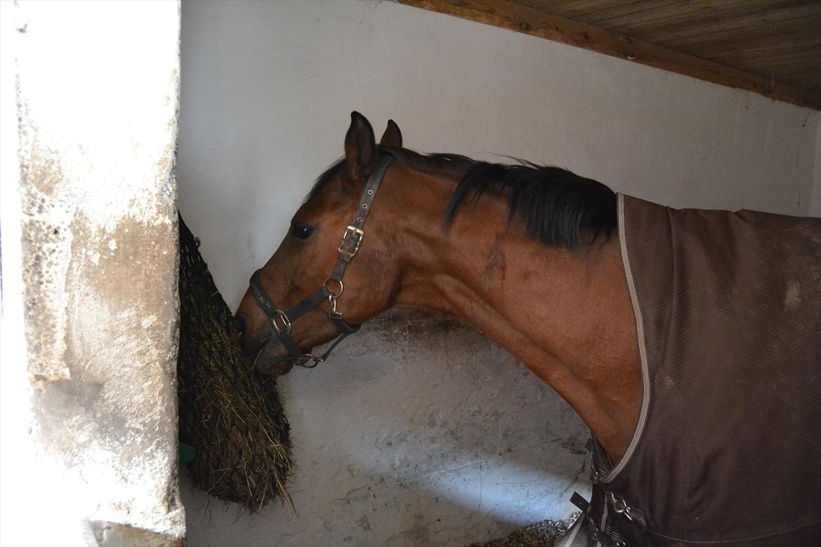 Hollandsk Varmblod Telrite (Rita) - Hygge i boksen efter en beskidt dag på folden :) billede 10