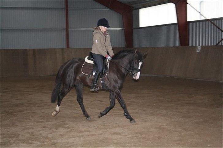 DSP Bøgely`s Celine billede 3