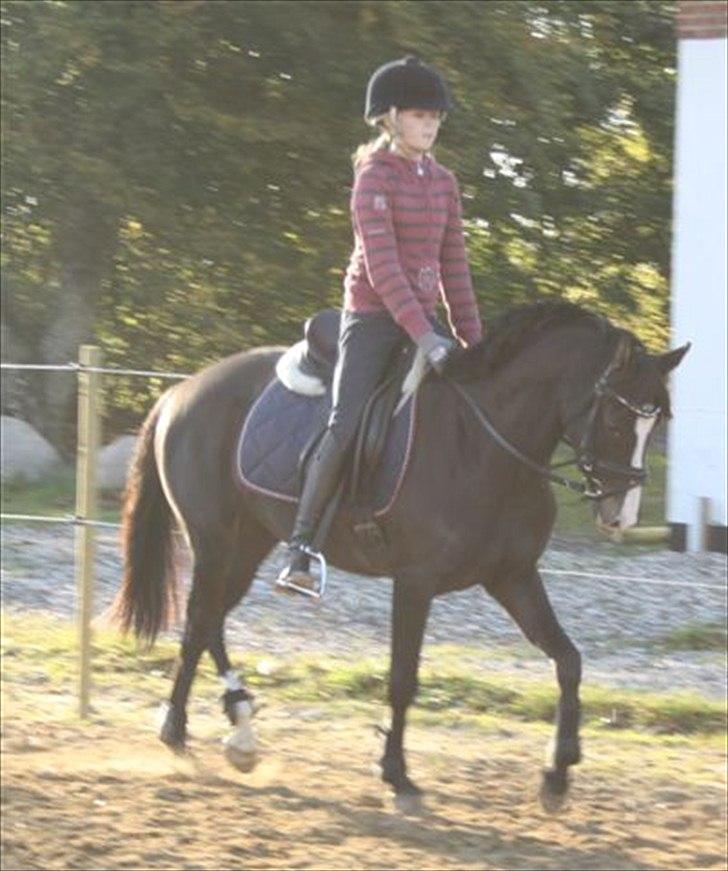 DSP Bøgely`s Celine - Christina og Celine i Gerding billede 5