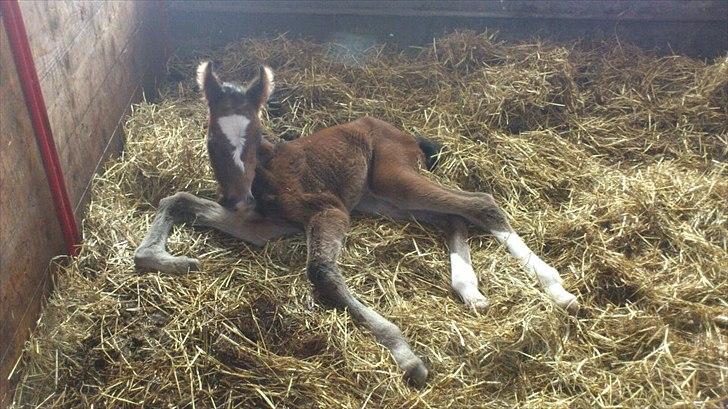 Anden særlig race Capoeira billede 2