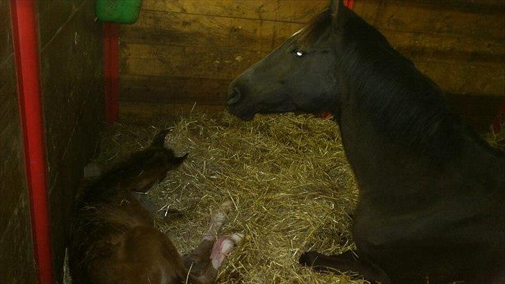 Anden særlig race Capoeira billede 3
