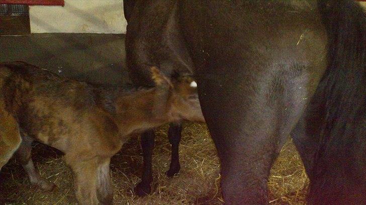 Anden særlig race Capoeira billede 4