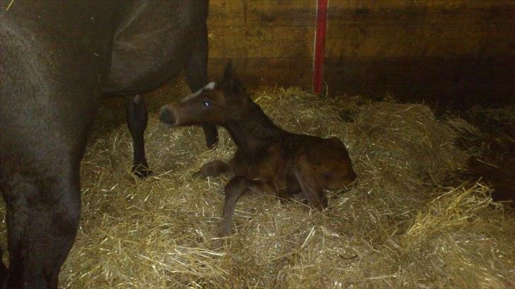 Anden særlig race Capoeira - Kun en time gammel og allerede rimelig vaks :) billede 5