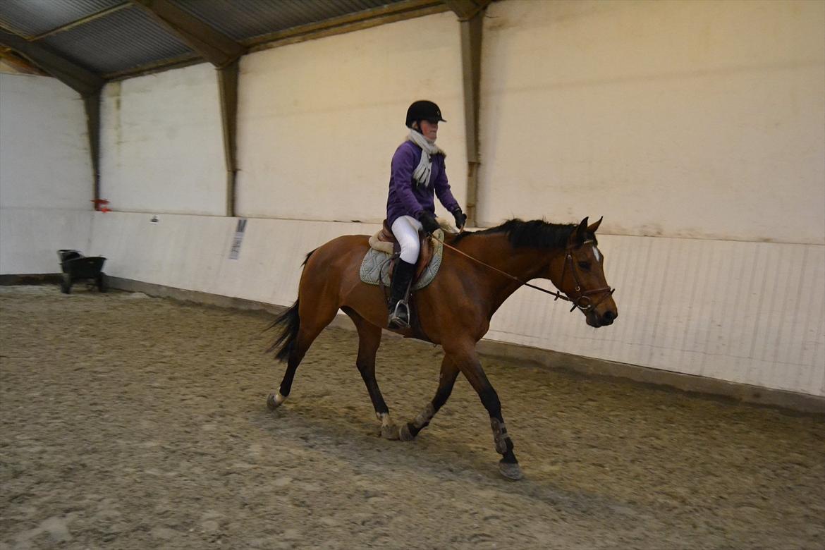 Hollandsk Varmblod Telrite (Rita) - Glade Rita billede 11