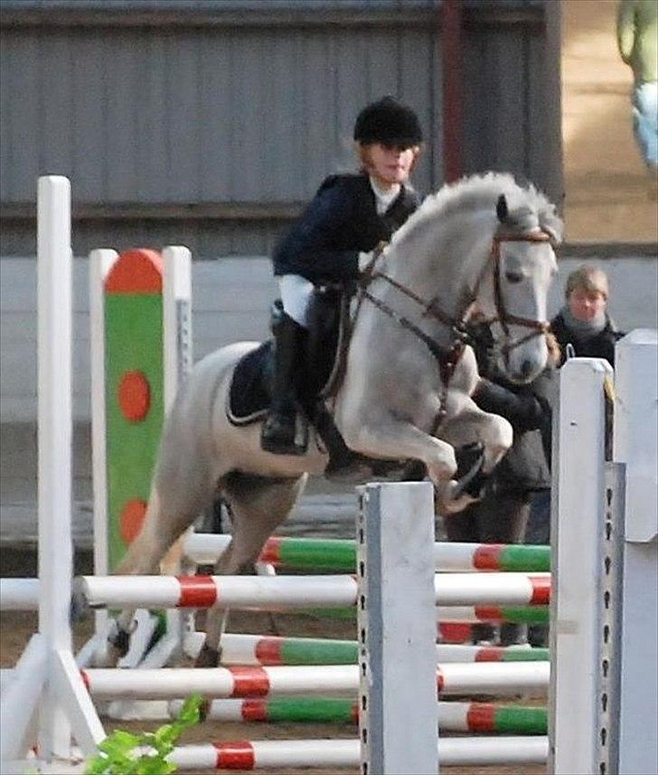 Irsk Sportspony Oldcastle Sylvester billede 5