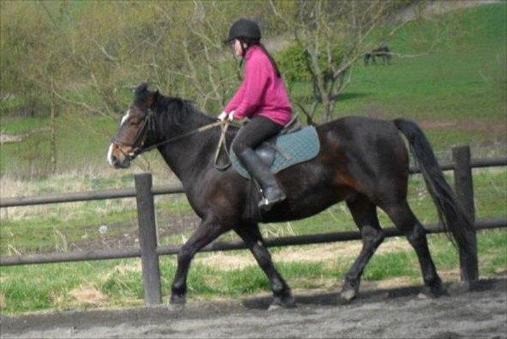 Connemara Limelight billede 12