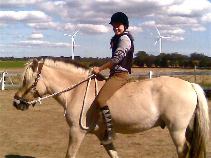 Fjordhest Legolas billede 15