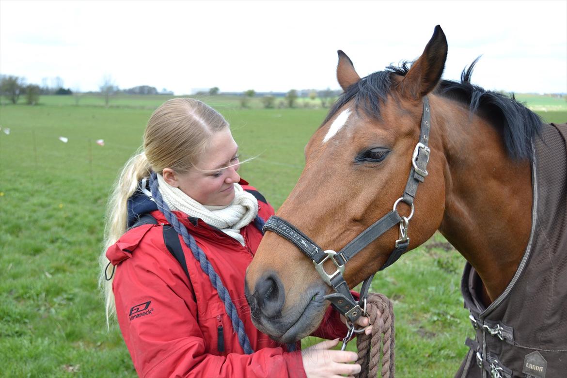 Hollandsk Varmblod Telrite (Rita) - Velkommen til Ritas profil :) billede 1