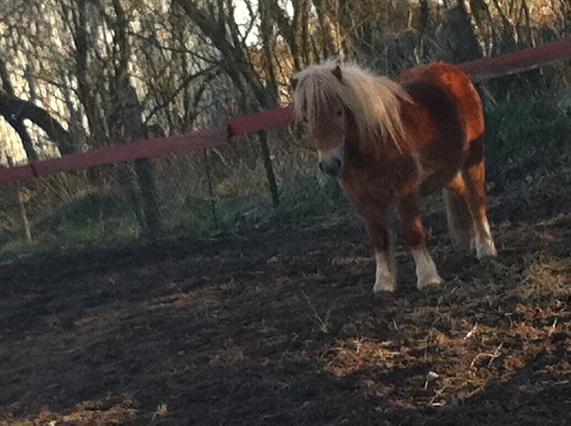 Shetlænder Sammy(Boy)<3 - <3<3<3SAMMY<3<3<3 billede 7