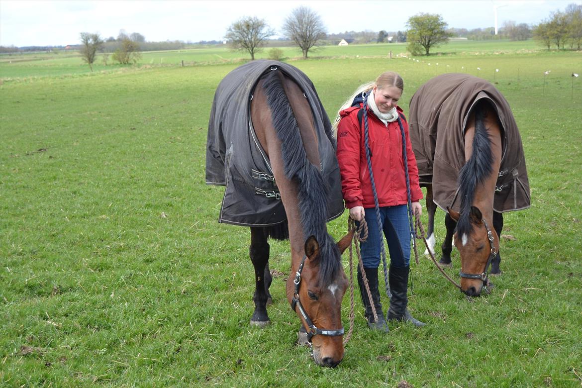 Dansk Varmblod Bakkens Chiquita (Baby) - Foldhygge billede 5