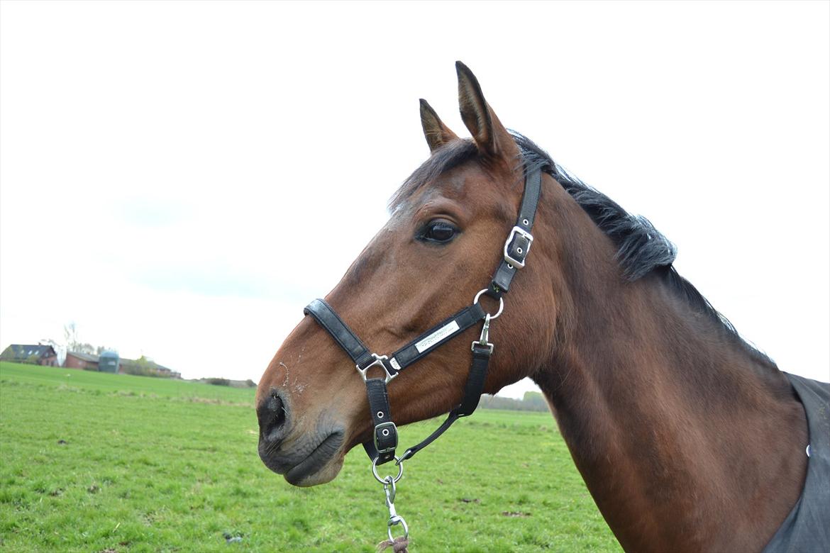 Dansk Varmblod Bakkens Chiquita (Baby) - Er jeg ikke dejlig? :) billede 6