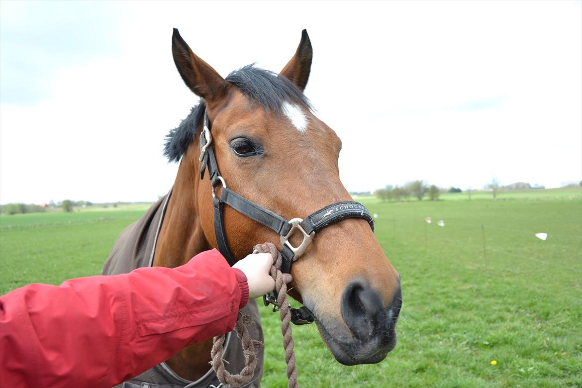 Hollandsk Varmblod Telrite (Rita) - Musse :) billede 12