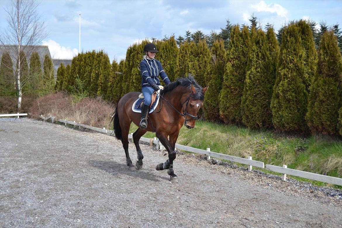 Dansk Varmblod Bakkens Chiquita (Baby) billede 8