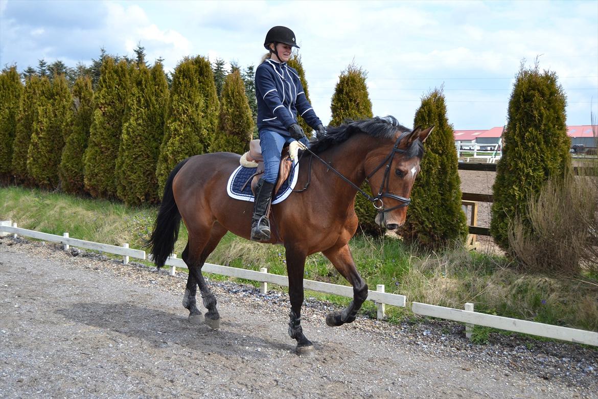 Dansk Varmblod Bakkens Chiquita (Baby) billede 9