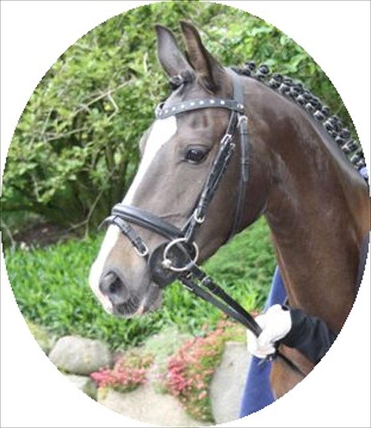 DSP Bøgely`s Celine billede 1