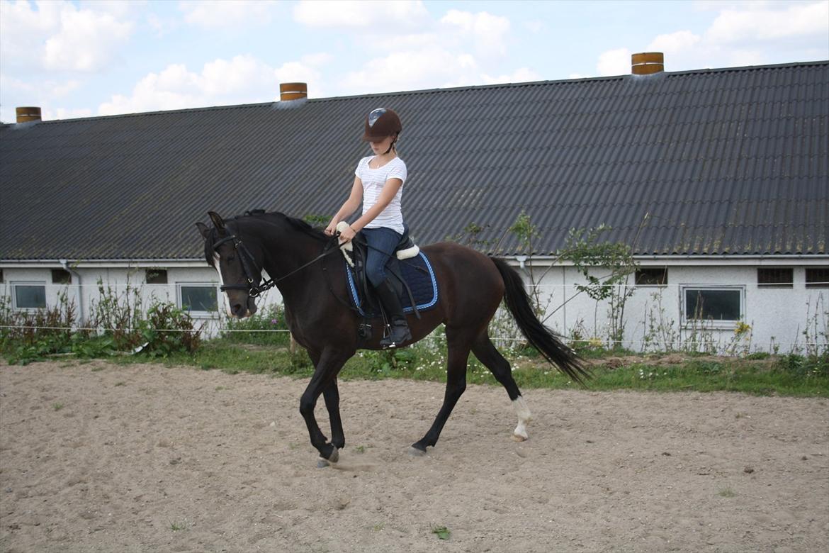 DSP Bøgely`s Celine billede 6