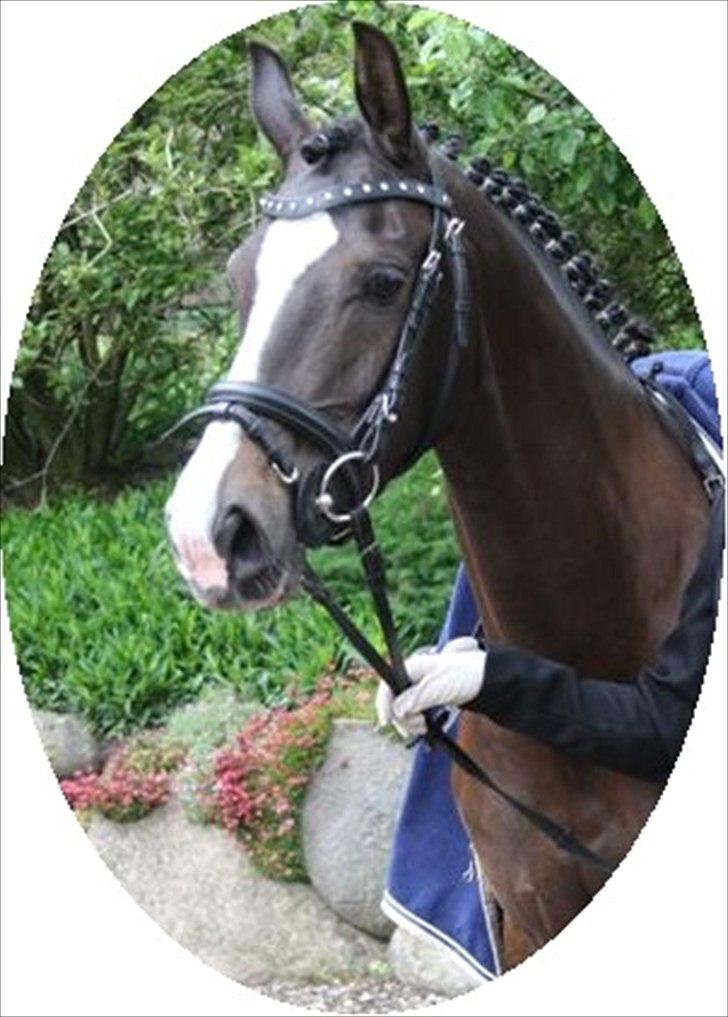 DSP Bøgely`s Celine billede 7