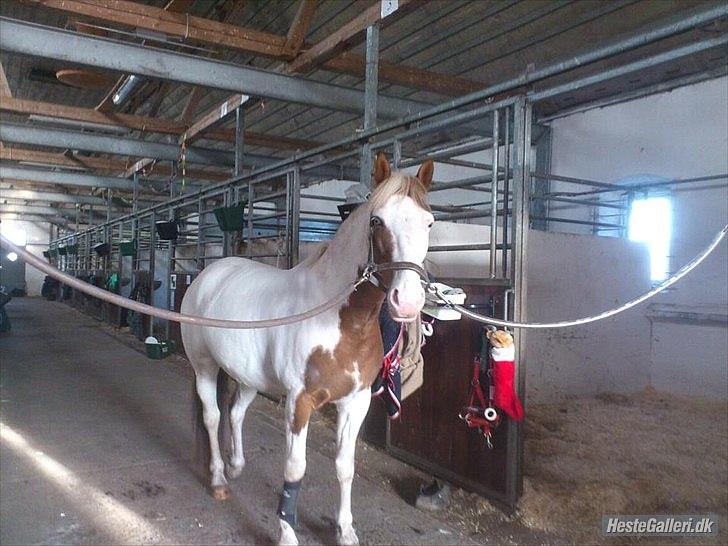 Paint Rosenlyst´s Shane!<3 (Bertil) billede 11