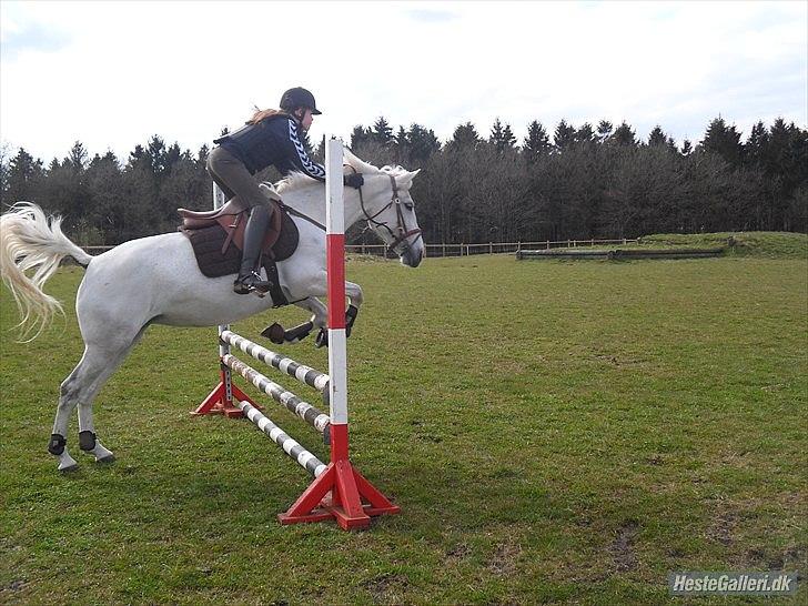 Anden særlig race Stella *solgt:,(<3* - „When life gives you a hundred reason to cry, show life that you have a thousand reason to smile.“ billede 5