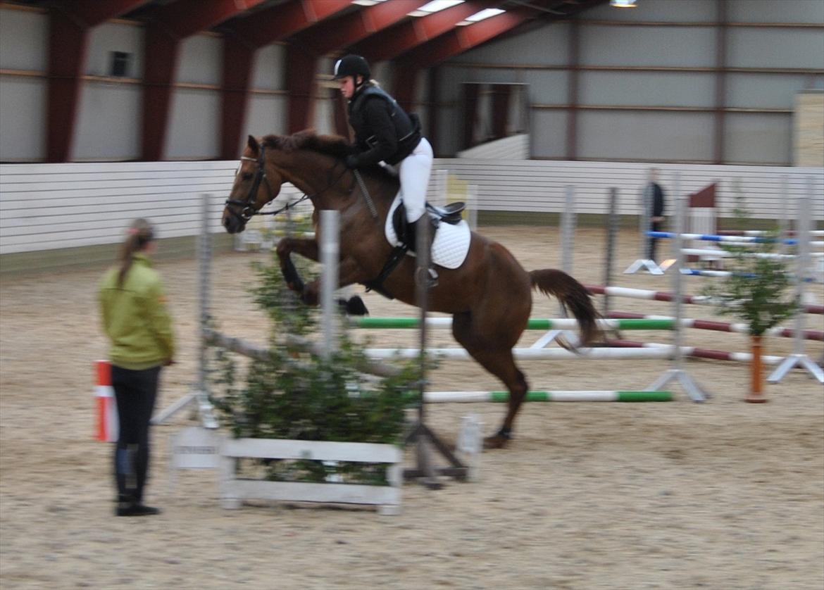 Hollandsk Varmblod Zafira - Springstævne på VAS.. - April 2012
Foto: David Bach Nielsen billede 12