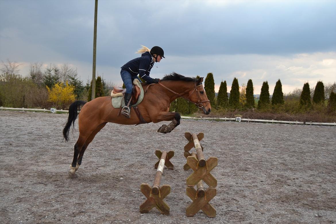 Hollandsk Varmblod Telrite (Rita) - Stjernen billede 14