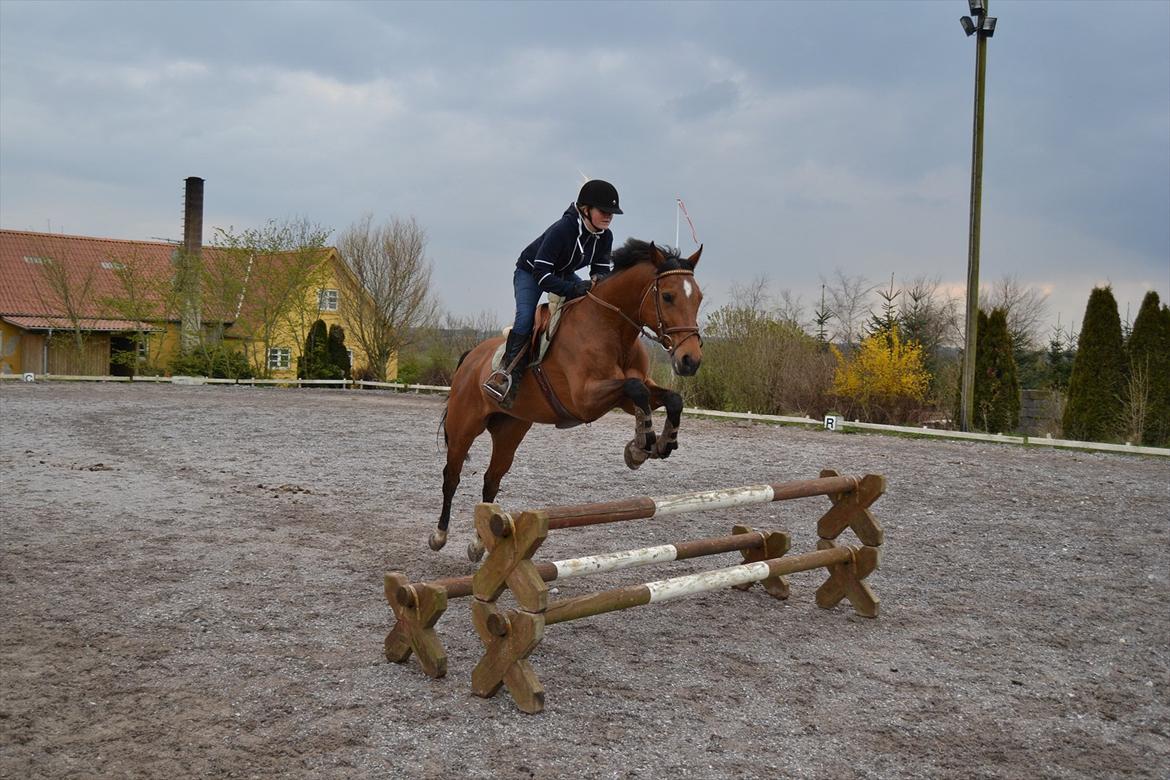 Hollandsk Varmblod Telrite (Rita) - Ritata billede 15