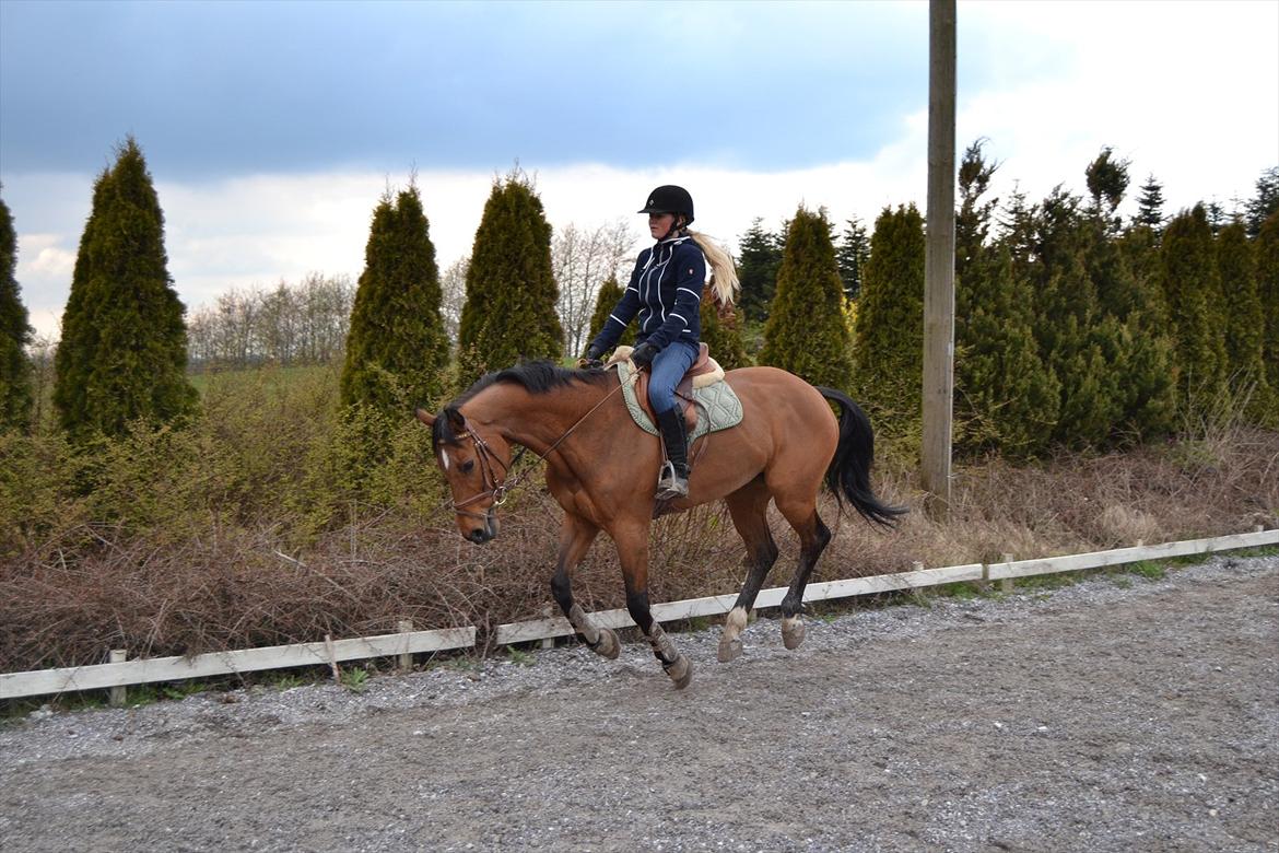 Hollandsk Varmblod Telrite (Rita) - Dressurtræning billede 16