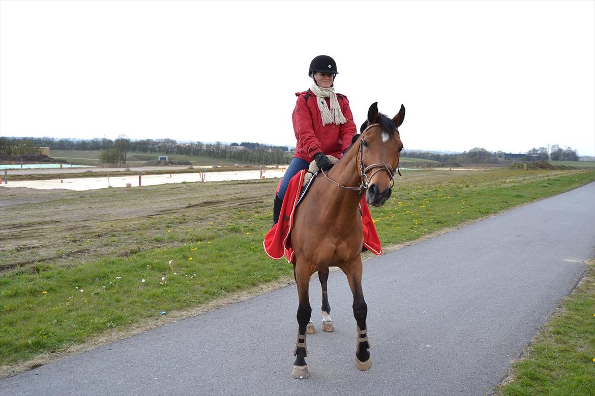 Hollandsk Varmblod Telrite (Rita) billede 17