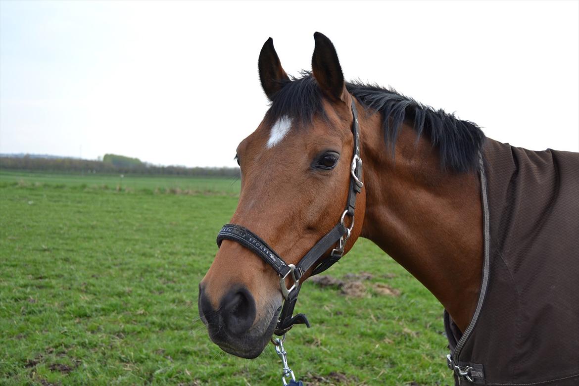 Hollandsk Varmblod Telrite (Rita) billede 18