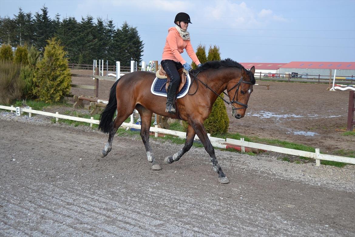 Dansk Varmblod Bakkens Chiquita (Baby) billede 14