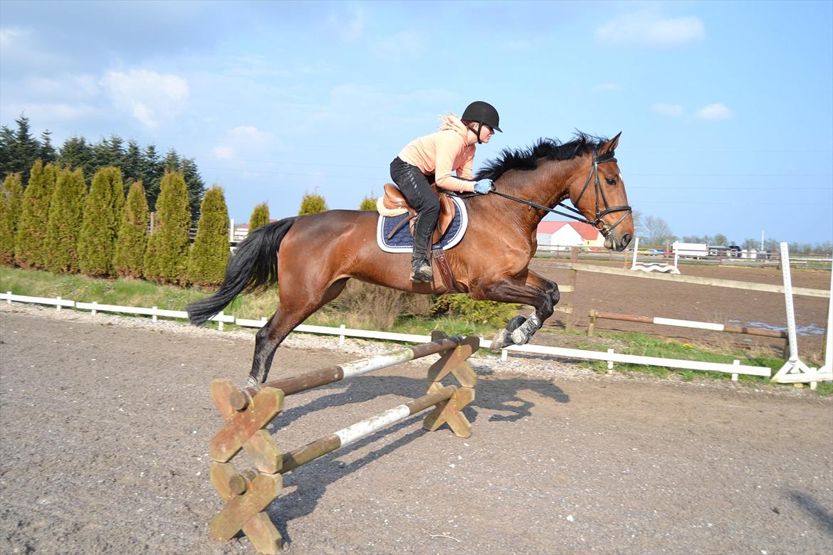 Dansk Varmblod Bakkens Chiquita (Baby) - Spring billede 15