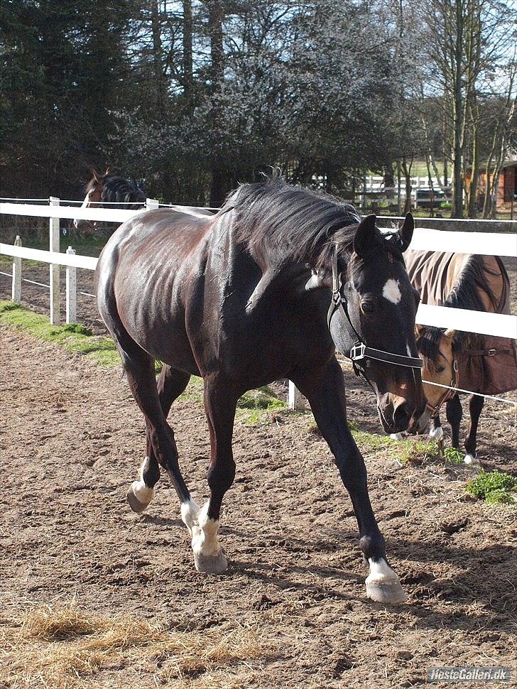 Dansk Varmblod Sazkibard S *My Soulmate* - Dig & mig for altid Sazki ♥
Du ikke bare en hest for mig, men du er mere end det! 
Du er min BEDSTE ven! ♥ billede 6